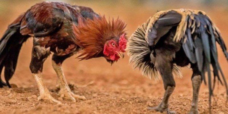 Tuyệt chiêu đá gà không cựa như chuyên gia